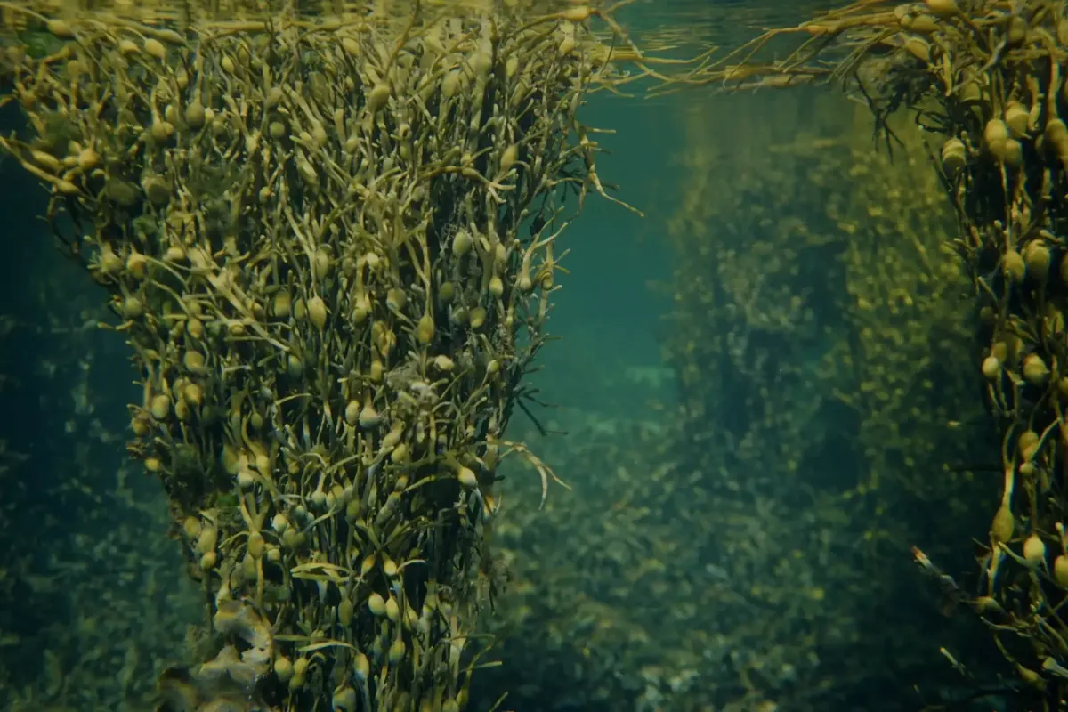 Водорасли Ascophyllum nodosum под вода